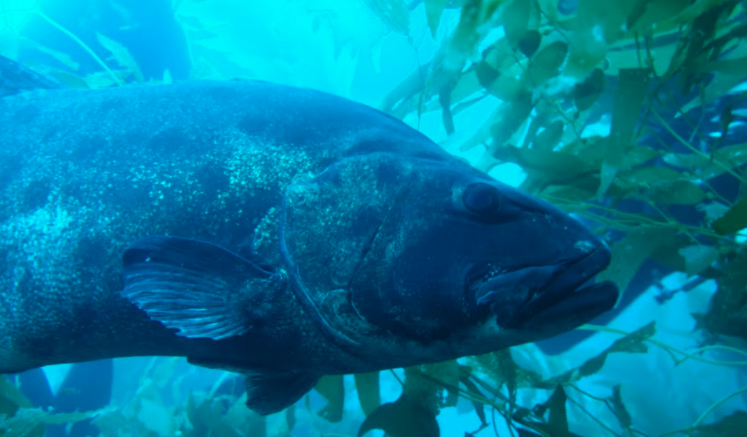 CIMI_Science's tweet photo. The giant black sea bass can grow over 7 feet long and weigh over 700 pounds! This fish is found in the Channel Islands near rocky reefs and kelp beds. 🤓 🐟  #cimiscience #fishfriday #giantblackseabass #kelpbed #channelislands #catalinaisland https://t.co/ecsKOCRhAE