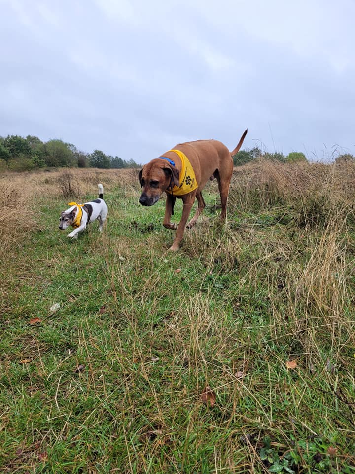 CCFCheetahUK's tweet photo. How awesome to Willy & George look in their #pawsforclaws bandanas? Wondering what this is all about? These pups are #UnitingforCheetahs to support our human-wildlife conflict reduction programmes throughout the #cheetah's range. All about our campaign: https://t.co/j7OhUUhGQa https://t.co/31wAkdL0xR