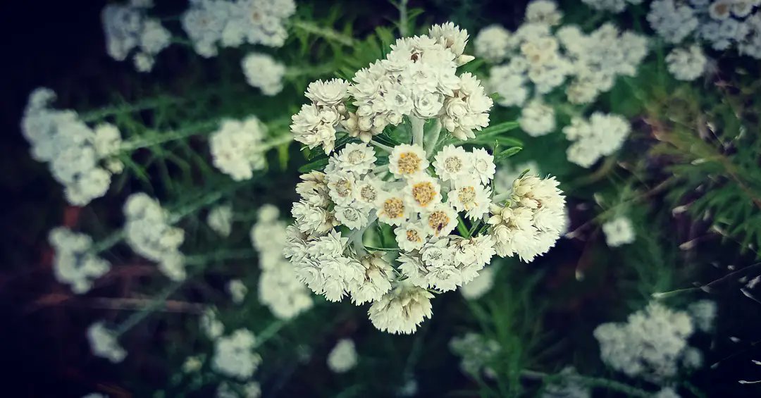 biochemicalmind's tweet photo. बुकि फूल ❤️🌼
#theflowerofmountain
#wildflowerhour https://t.co/VpuW3YejVJ