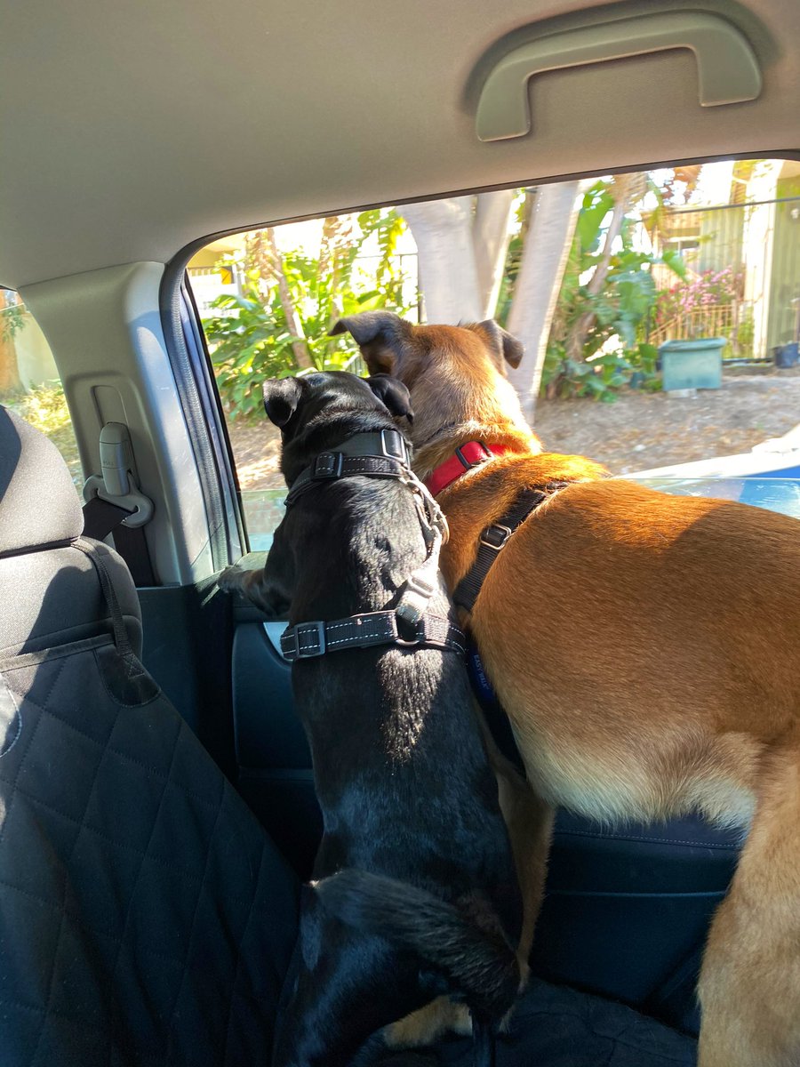 kmcquade3's tweet photo. @lihararora 💯 I definitely shamelessly post pictures of my dogs on here. Sorry not sorry to the people who thought I’d only post shit about security 🙃

#DogsOfInfoSec https://t.co/v5aGFyCS8w