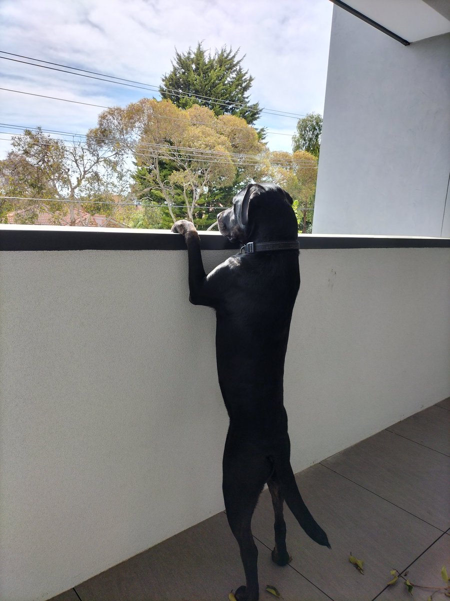 JessHolien's tweet photo. #stickybeak #DogsofTwittter https://t.co/7CDZ6txQy5