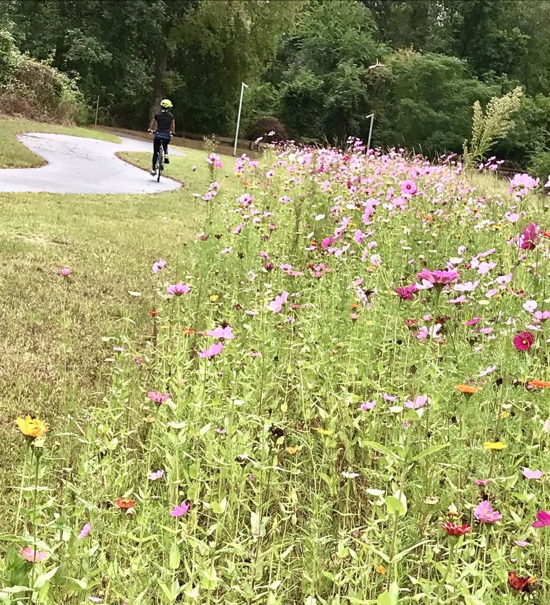 greenwayartist's tweet photo. How gorgeous is #crabtreecreektrail right now?! #fallonpark #kiwanispark #crabtreecreek #bikeraleigh https://t.co/Kk5n6E49ip