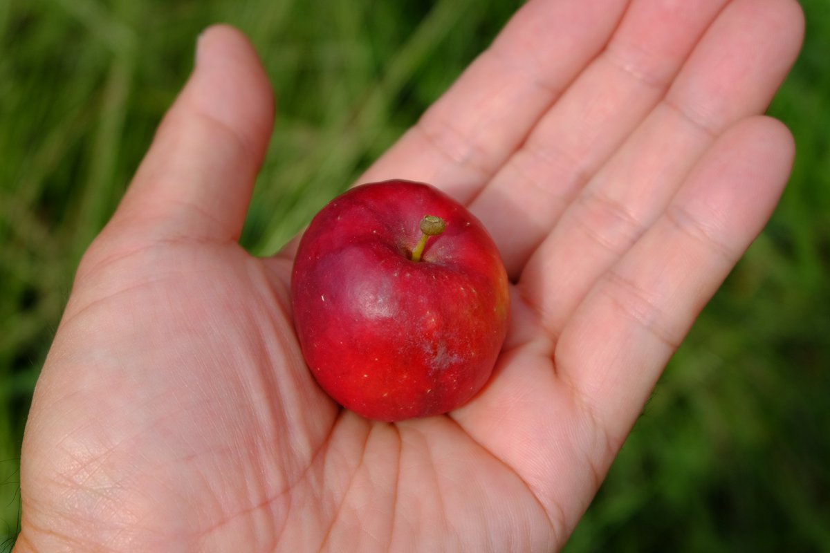 Alps Otome / JM.7

This variety is an apple born from an orchard in Nagano-ken. A very delicious mini apple with a good balance of sweetness and sourness. It is also used for candy apples.