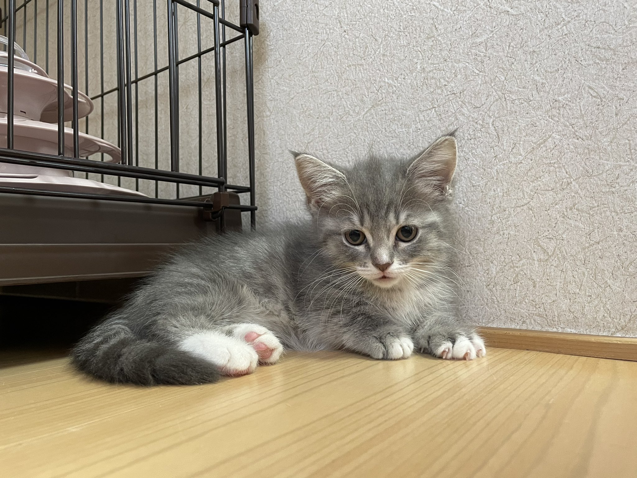 🐾ラム@極短マンチカン🐾 (@ram20210716) / X