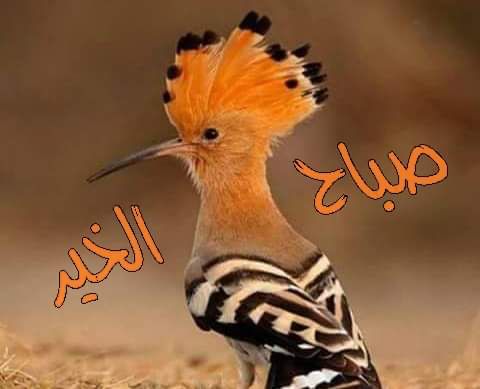 Rana_rana44's tweet photo. اللهم ليس لنا من الأمر إلاَّ ما قضيت ولا من الخيِّر إلا ما أعطيت فاجعل لنا يارب في كل لحظة حظاً من عبادتك ونصيباً من شكرك، اللهم إنك ترى ما لا نرى وتعلم ما لا نعلم فأكفنا شر ما في الغيب وأحفظنا بحفظك وأسترنا بسترك وأرحمنا برحمتك ويسر أمورنا وفرج همومنا واشف مرضانا وارحم موتانا https://t.co/OFKsvAoH3k