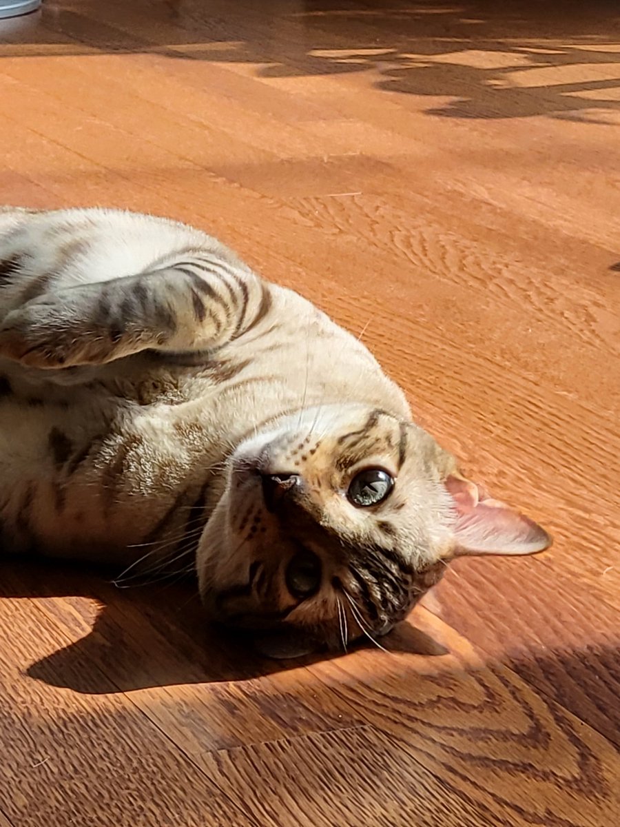 밥 먹는 엄마를 지켜보는 #세니의_하루