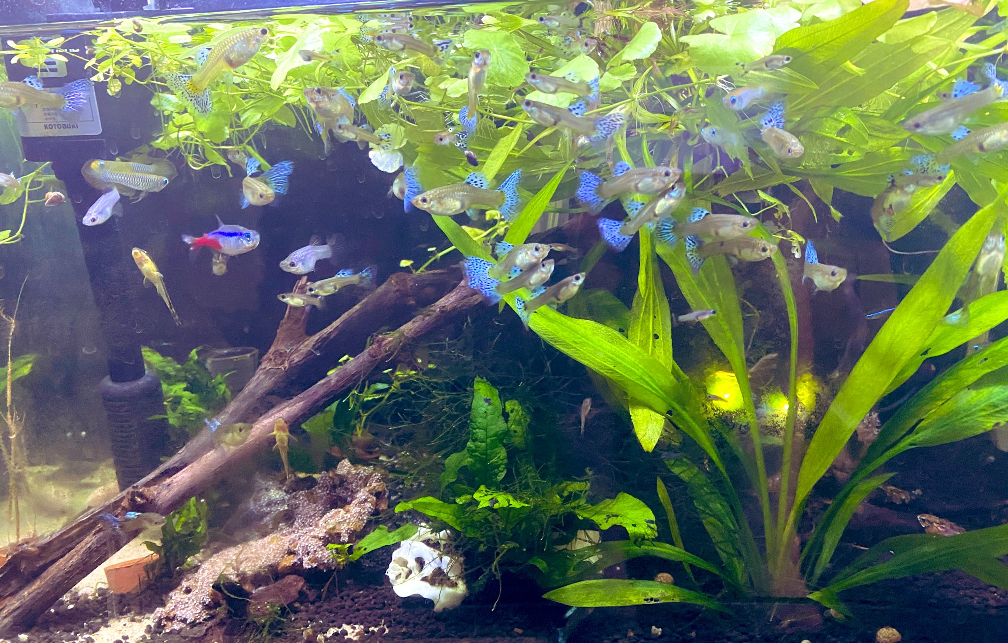 ちびたろみさ 旦那さん暇な時に熱帯魚ショップ行きたいとお願い 水草とプチリセットを考えてます あまりにジャングルwグッピーワンペアが10ヶ月でこんなに 雄くんを分けてるけど アベニーもコリドラス達も元気 グッピー過密水草水槽 グッピー