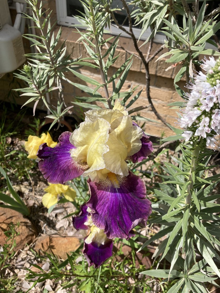 coonavass's tweet photo. Some respite from the doom & gloom in our news feed from #Covid #ThisGovt & #ClimateEmergency Some time in the garden… my #sanityspace even when Mr.KingParrot eats my succulents! https://t.co/febHErKH3p