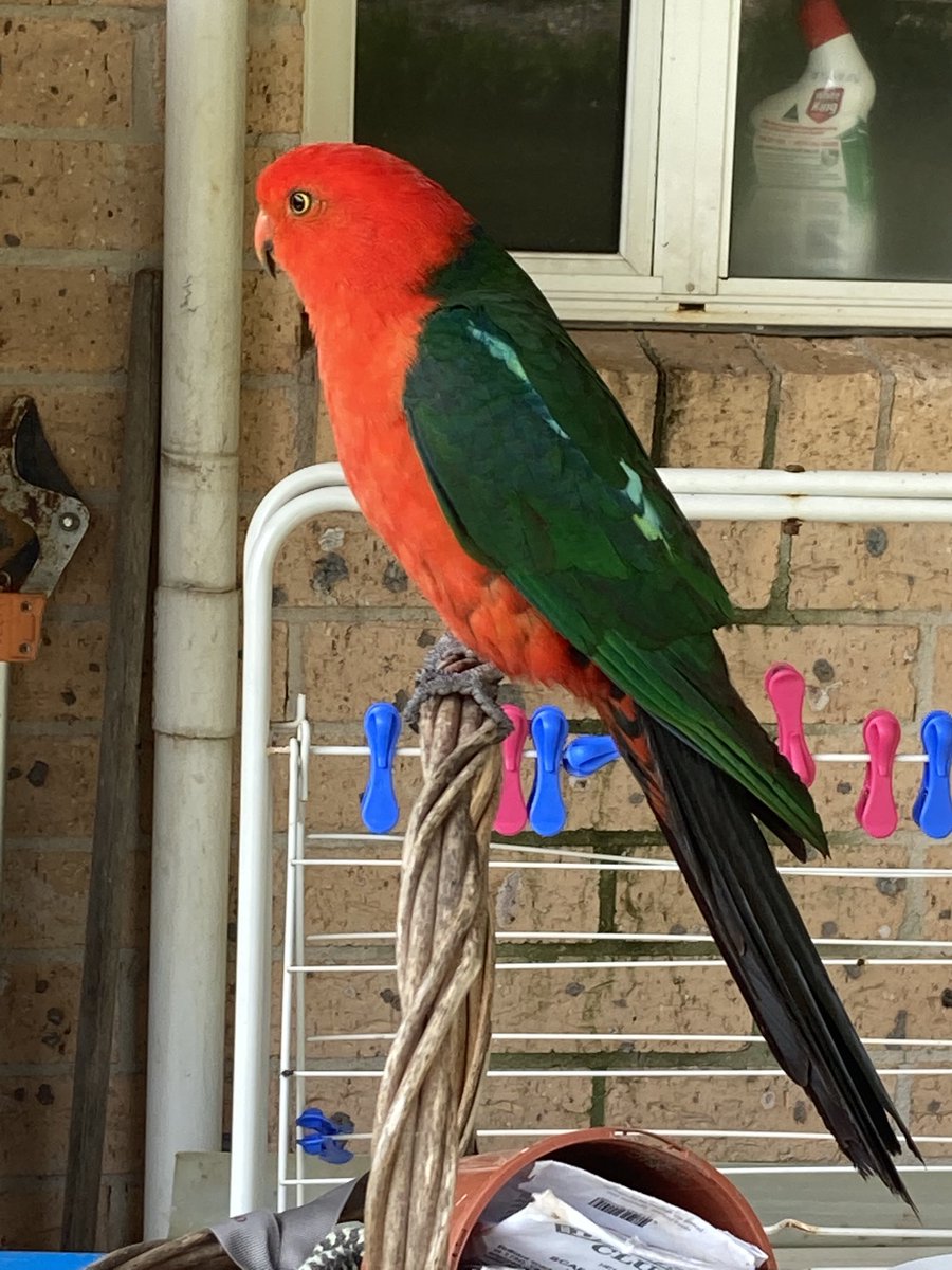 coonavass's tweet photo. Some respite from the doom & gloom in our news feed from #Covid #ThisGovt & #ClimateEmergency Some time in the garden… my #sanityspace even when Mr.KingParrot eats my succulents! https://t.co/febHErKH3p