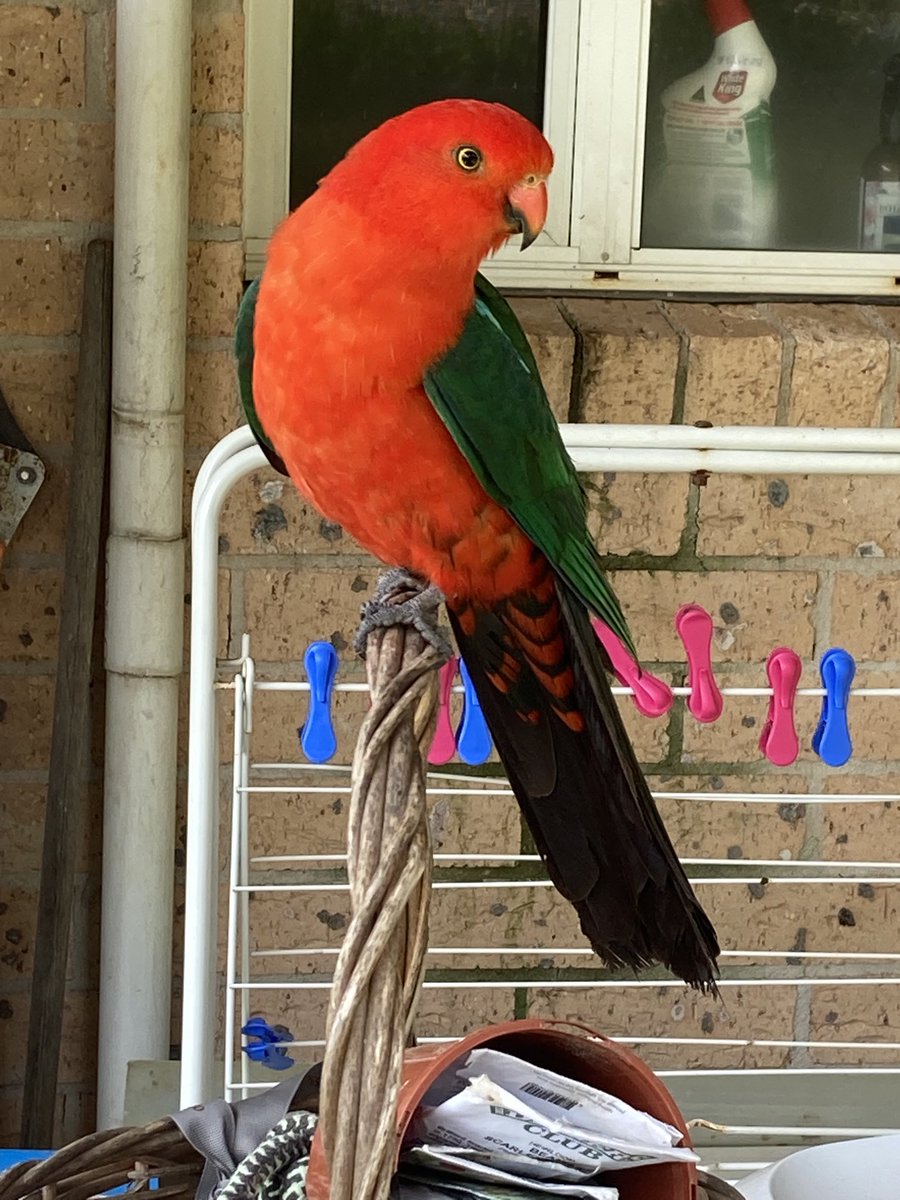 coonavass's tweet photo. Some respite from the doom & gloom in our news feed from #Covid #ThisGovt & #ClimateEmergency Some time in the garden… my #sanityspace even when Mr.KingParrot eats my succulents! https://t.co/febHErKH3p
