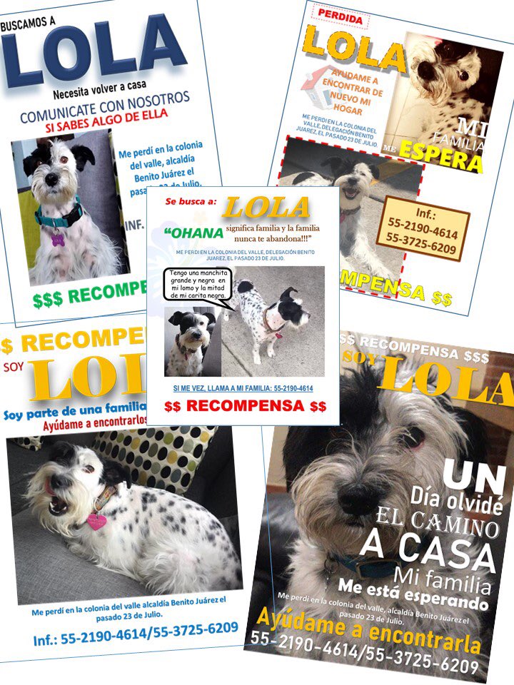 Mañana en el parque Pilares en la colonia Del Valle iniciaré una nueva búsqueda de mi ángel canina LOLA  , si te quieres unir tendré volantes suficientes ,  11:30 am y qué Dios me guié para dar con ella .
Lola voy por ti , solo espera un poco más 🙏🏻🐾🐾💔