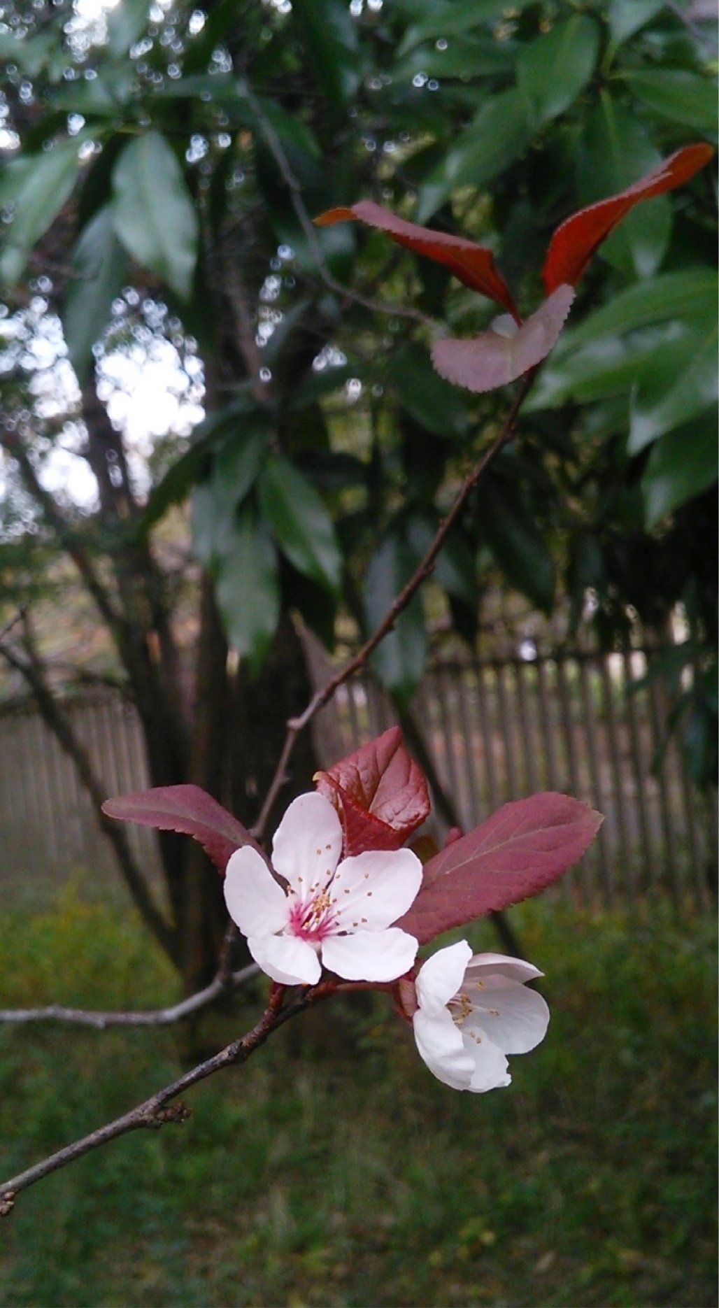 赤葉桜 Twitter Search Twitter