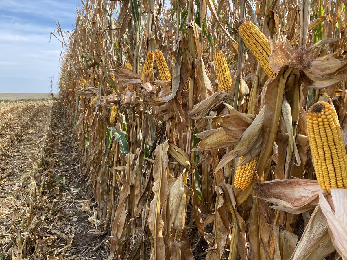 KaitlynMYork's tweet photo. Warm afternoon to take out a stellar retail plot with @CentralValleyAg ‘s @jschindler70ss!! @BrevantseedsUS 💥B14G14AM and B09Z08AM💥 brought the heat taking 1st and 2nd!🏆 #whynotretail https://t.co/3wBZKqlWhK