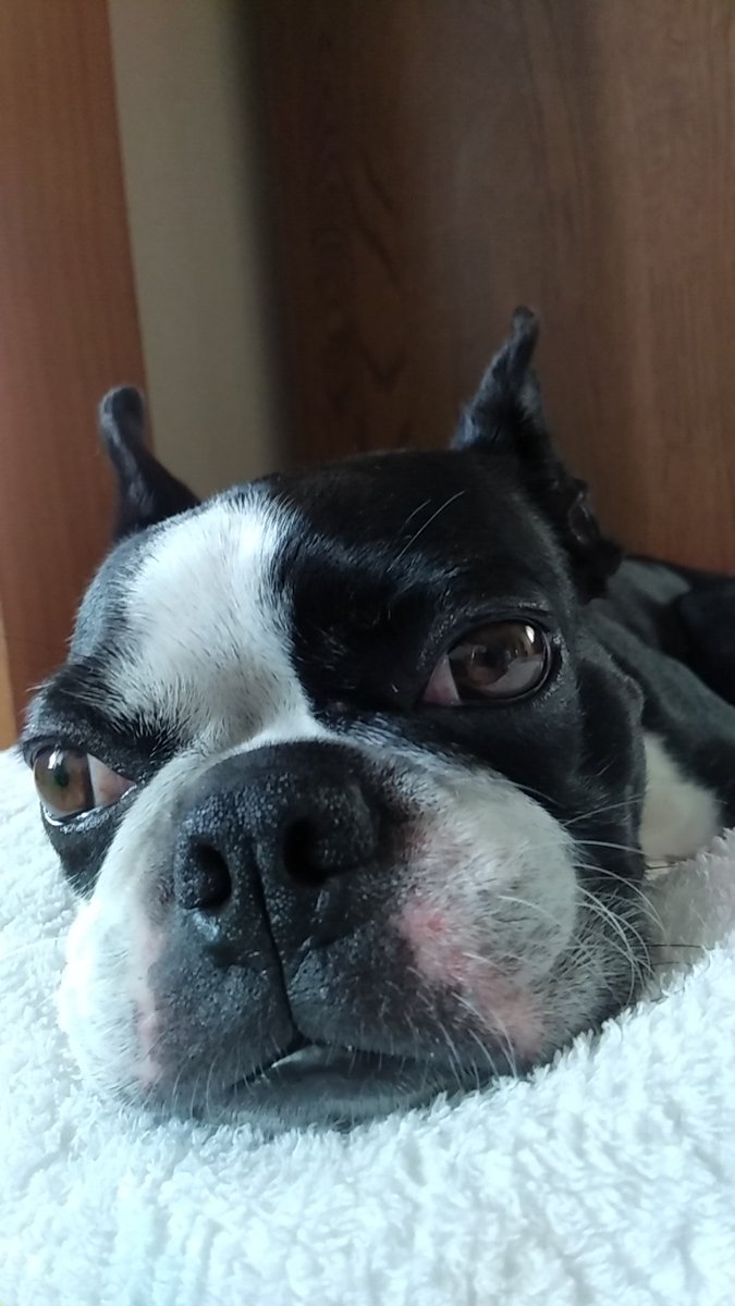 銀の腹腹時計 V Twitter どんな角度も可愛いねぇ 末妹のほっぺちゃんは 何故かいつも赤いのである 獣医さんに尋ねたことはあるんだけど サラッと そーいう子もいるよね って感じで流された ボストンテリア Bostonterrier 保護犬 犬のほっぺ 飼い主バカ