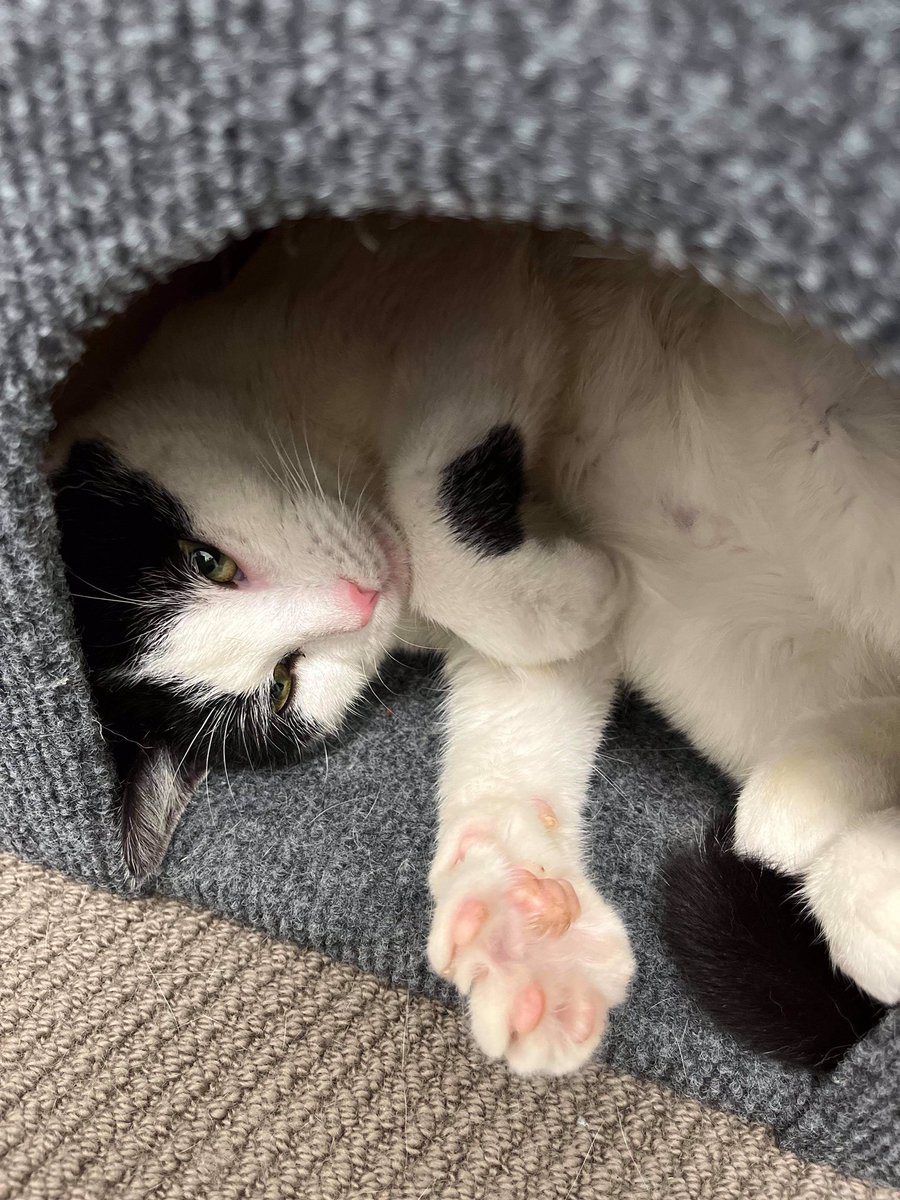 NikkiAnneWilson's tweet photo. I’m now a #catademic. Meet Gizmo. He’s about one and was recently rescued by a lovely lady from the streets. We’ve already had a breakage but he swears it wasn’t him. I believe him, don’t you?! 🐱🐱🐱 #statscat https://t.co/iVmVbcHSgG