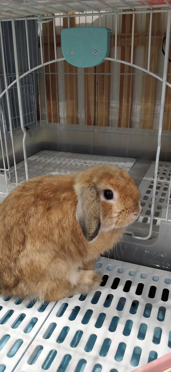 散歩道 生体販売はしておりません Quroharo Twitter