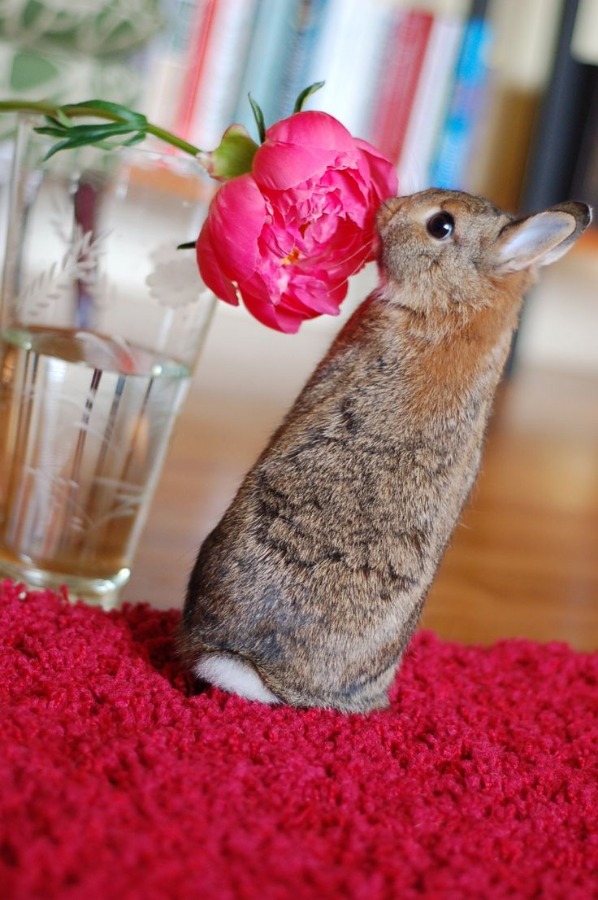 RabbitEveryHour's tweet image. 