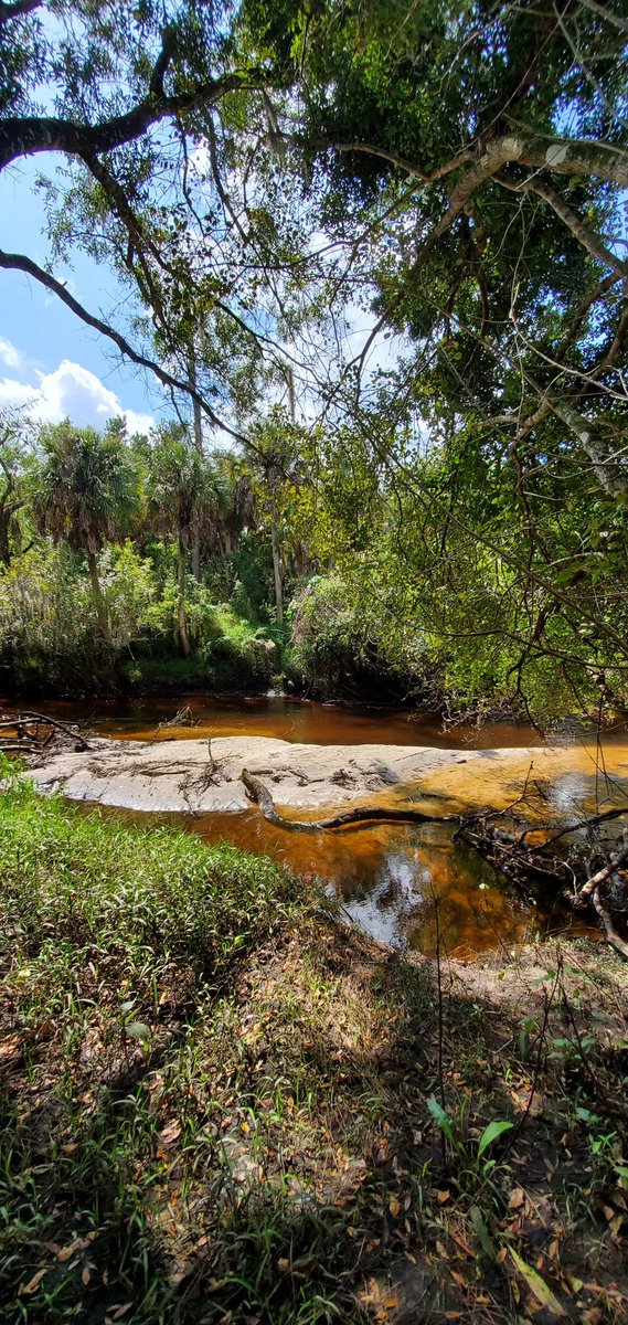 micallamadness's tweet photo. Out here in some serious jungle vibes🙈🍌🌿 #traveljob #florida #littlemanateeriver #jungle #hotdays #whereisautumn #mosquitovibes https://t.co/lQkhGQMaA7