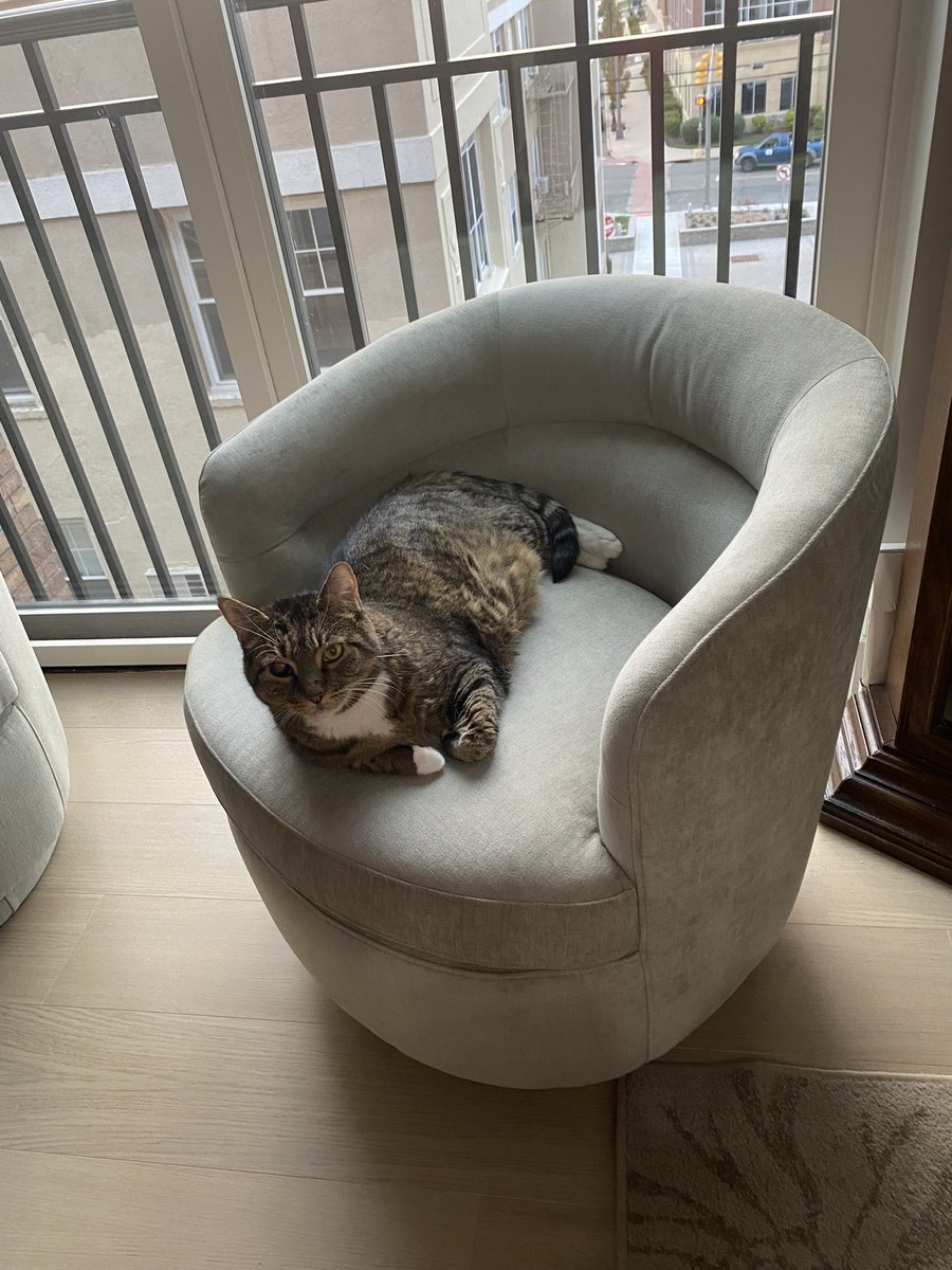 My new <a href="/WestElm/">west elm</a> furniture arrived! Thanks MEDARNO for the great delivery experience. Love my newly updated space. (The kitty loves it too.)