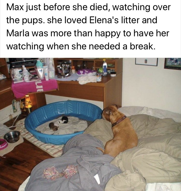 MyStaffords's tweet photo. #FBF from Facebook. June 2011. Maxine is EJs great grandmother.
#Housejudael #StaffordshireBullTerrier #HeartDog #LineBreeding #mardocpup https://t.co/UdcfvUQxBU