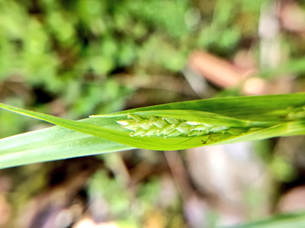 pjimmej's tweet image. In 2016 @MEscudero_Carex and I described a species named after @ehroalson, Carex roalsoniana. Eric has been an important mentor to me and a good friend. Finding today this species in the field has been one of the best moments of this field campaign #sedges #MacondoLabs