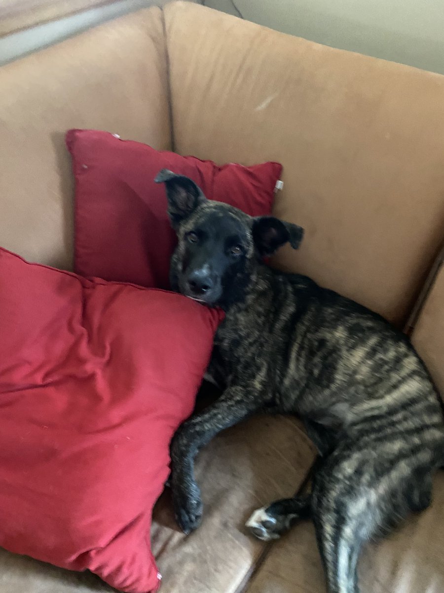 BlueSki77791676's tweet photo. Six months old already, where does the time go? He’s turning into such a wonderful dog. 😍❤️🐶🐾🦴😍 #socute #CouchHog https://t.co/mTasdLqOns