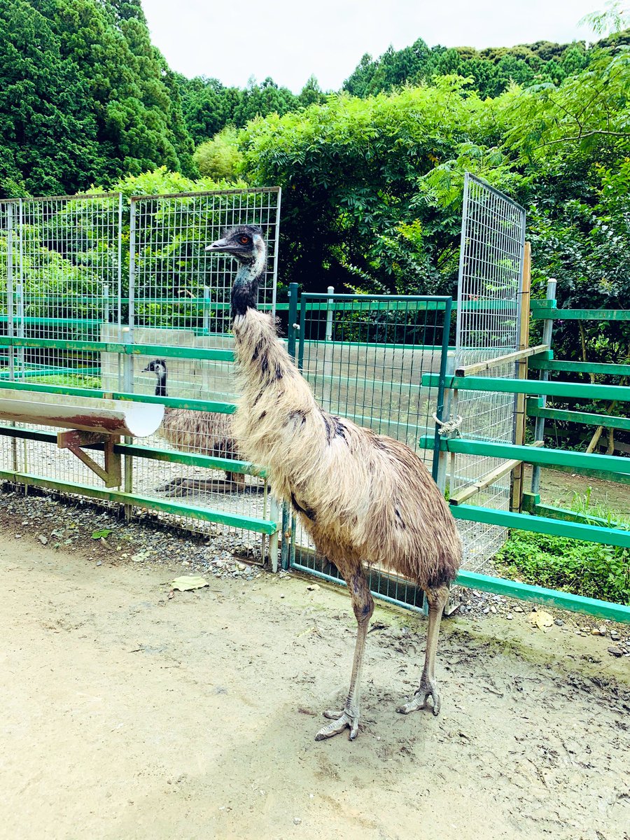 エミューほんとにかわいい 温厚だしなでなでしても何も言わずじっとしてるし Chunのイラスト