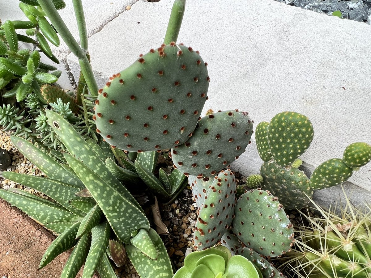 ItCactus's tweet photo. ความถ่���ยมาโคร #iPhone13Pro 

พอทขนนกขาว 4 เดือน กับ ดอทโอพันเทีย https://t.co/mWequEoXxs