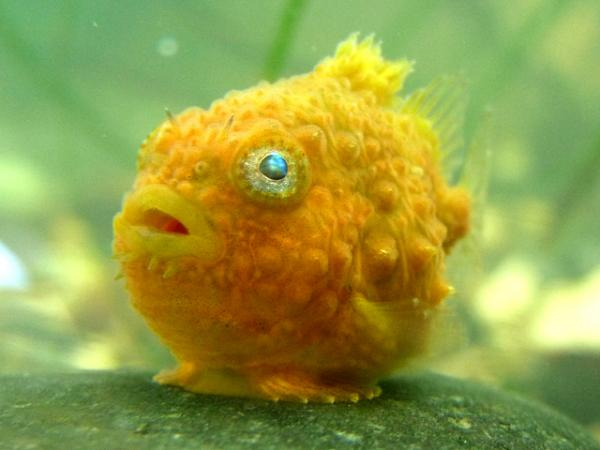 Oceanfilly's tweet photo. Pacific Spiny Lumpsucker. Not a thought behind those eyes. https://t.co/CnppVrRY8R
