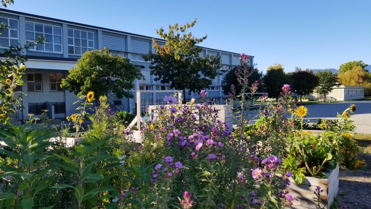 classemmelaure's tweet photo. Petite promenade dans notre merveilleux jardin ☺Stroll in the garden on this lovely Friday afternoon ahead of the long week-end. I am grateful for this beautiful school garden 😊 @Trafnews @VSB39 https://t.co/fZ0oq3RRuU
