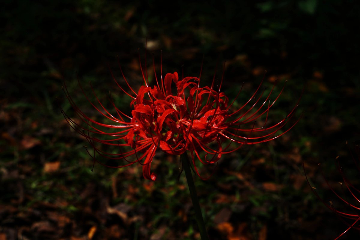 yt_innocent's tweet photo. 平野神社の彼岸花 🌼 Red spider lily in Hirano Shrine, Kyoto
.
#彼岸花 #ヒガンバナ #曼珠沙華 #redspiderlily #hellflower #redmagiclily #equinoxflower #平野神社 #HiranoShrine https://t.co/MruRRxFkOl