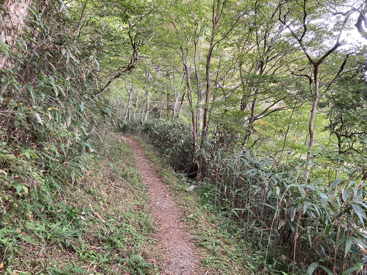 Kazutaka Takeuchi 四国カルスト 天狗高原 天狗荘からセラピーロードを歩いています 少し黄色くなって来てはいますが まだ紅葉 には少し早いようです 四国カルスト セラピーロード