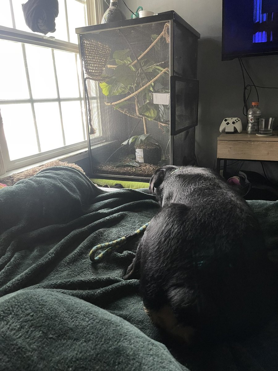 JumpFurJoyy's tweet photo. Today was a lazy day! Sukah and I took our first nap together 💜 https://t.co/o1dEEwgO8j