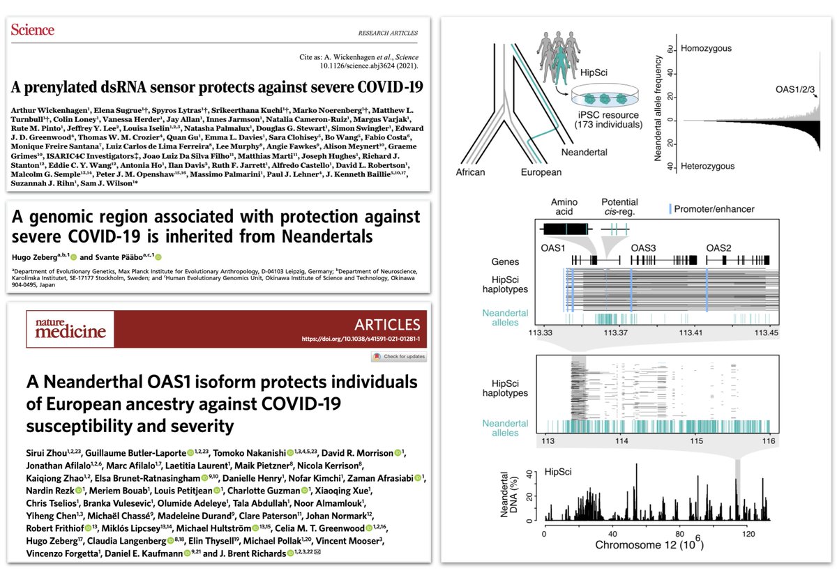 GrayCampLab's tweet photo. Wow, #OAS1! Risk for COVID-19, Alzheimer's. Interesting #Neandertal variants. @hipsci has IPSCs with homozygous and het alleles. Could be interesting tools! https://t.co/AL0CZxU2KU https://t.co/3amnWW2CJG
