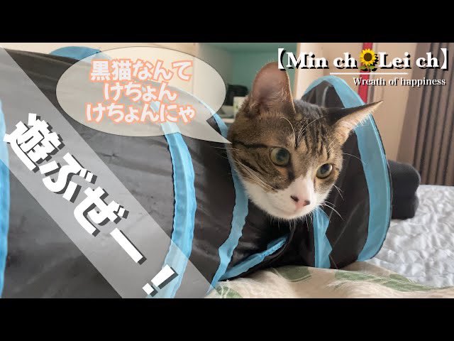 黒猫lei 白雉mint On Twitter 114 遊ぶぜーー Https T Co Qsaspo3yr4 戦いあるのみ 笑 がんばれ2人ともー 子猫 保護 猫 黒猫 シロキジ 猫のいる暮らし 猫好きな人と繋がりたい 猫のいる幸せ Cat ねこ 保護猫 保護犬 犬 ファインダー