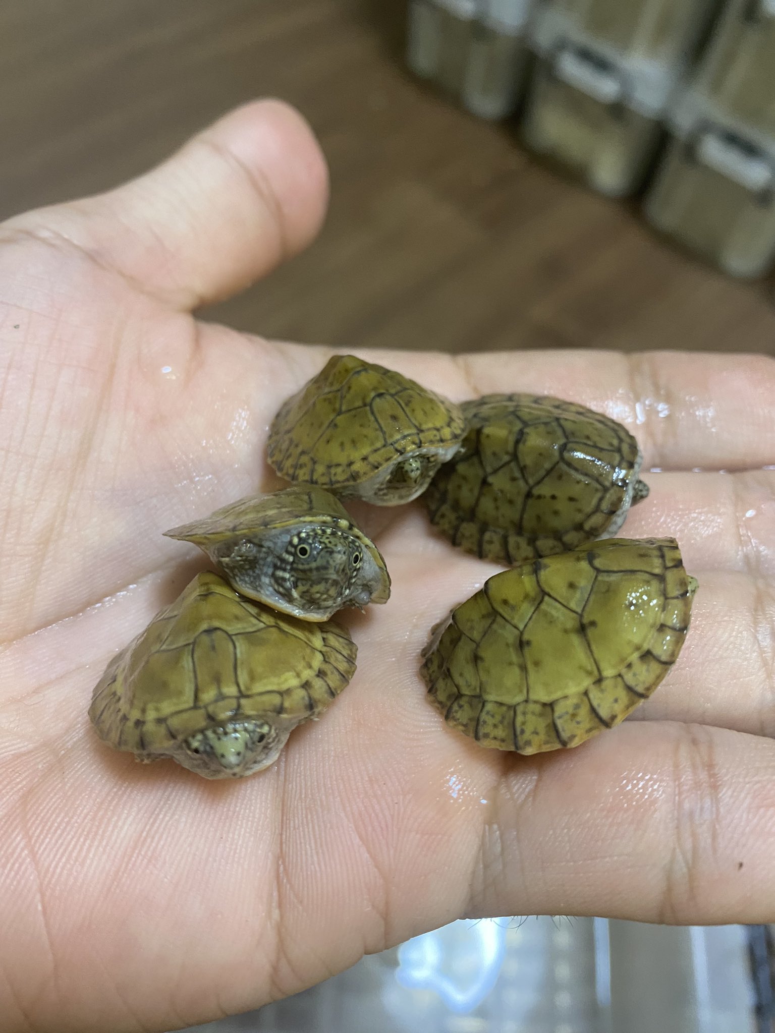 広尾の爬虫類 爬虫類関連情報配信 カメとレオパ販売中 今年孵化したスジクビヒメニオイガメの販売を開始します 21年内 100円 来年になったら ちょっと値段上げます 現在 5匹いますので お探しの方は是非 Dmで 販売は 東京都渋谷区広尾で