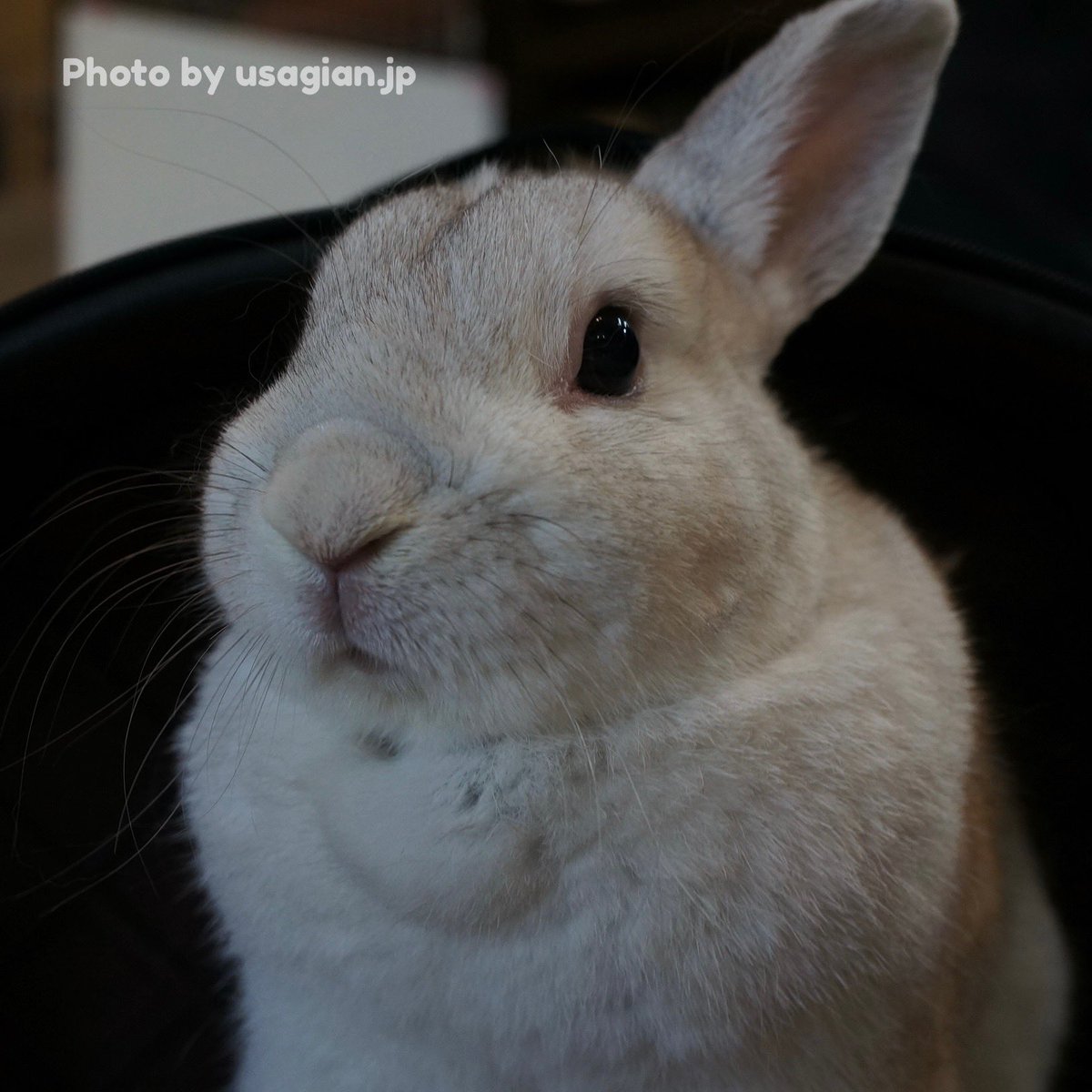 21年10月10日の記事 うさぎ庵の日常