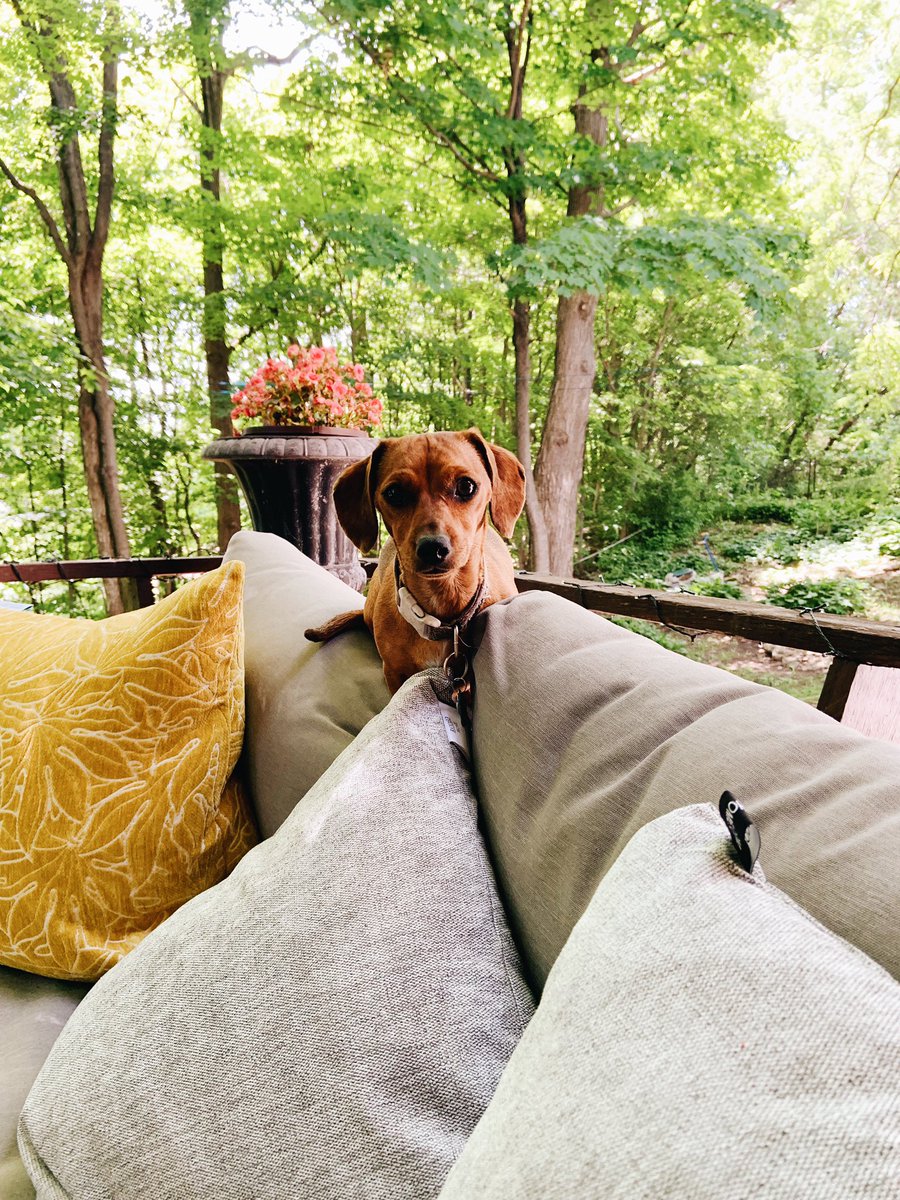 stephanieadele_'s tweet photo. Drop a picture of your pet that looks like an album cover. https://t.co/i5LheSgywV