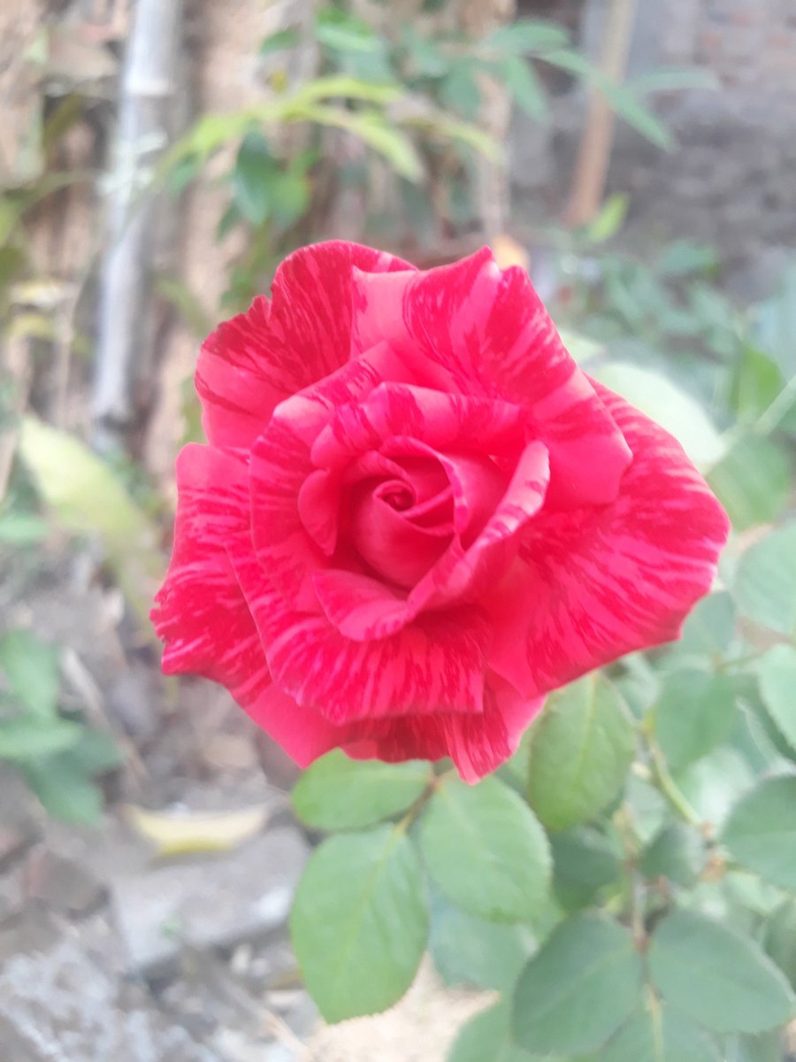 Kalam Hikmah

"Syukuri apa yang kau miliki. Jangan iri dengan apa yang orang lain miliki, maka Allah SWT akan memberimu apa yang belum kau miliki.”

—Habib Umar bin Hafidz