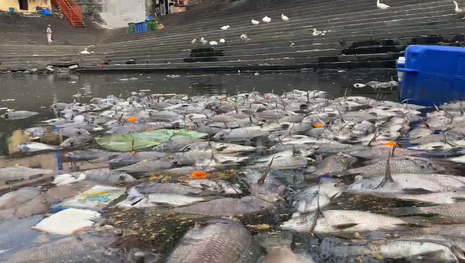 TOIMumbai's tweet photo. #Mumbai: Hundreds of dead fish found floating at Banganga Tank in #Walkeshwar temple complex on October 9.

Latest Updates: https://t.co/ybsdJfwkBS https://t.co/wcKQAaZX5E