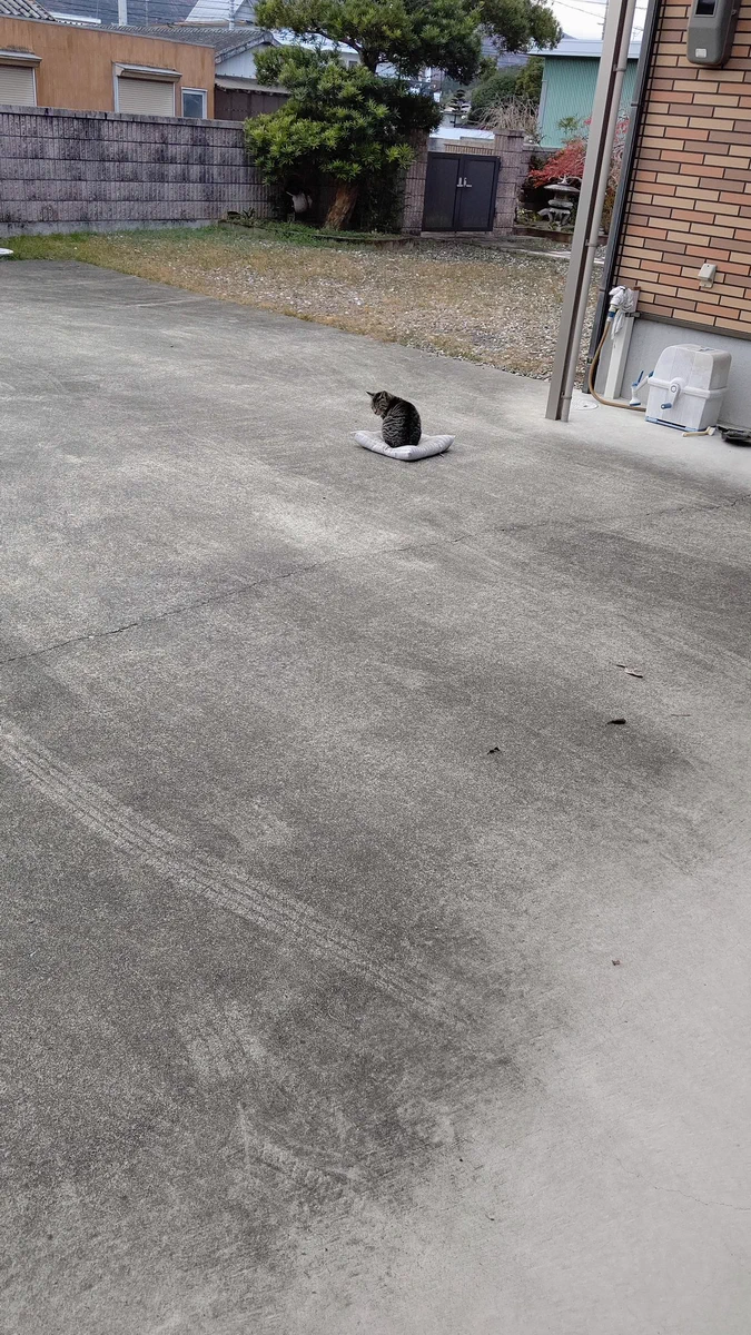座布団が飛ばされた！急いで取りに行ったけど既に猫さんが座っていた…w