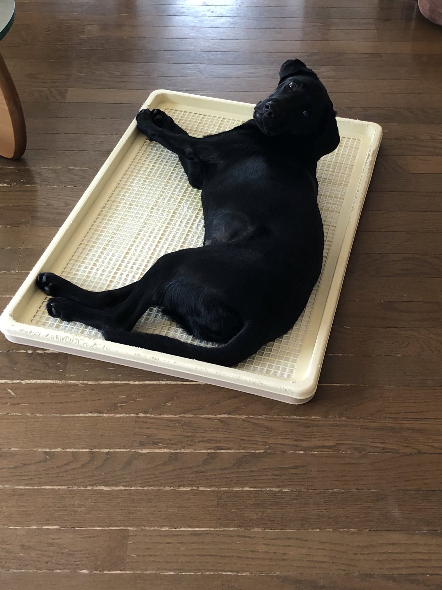 黒ラブチェスとさくら Chess Sakura Twitter