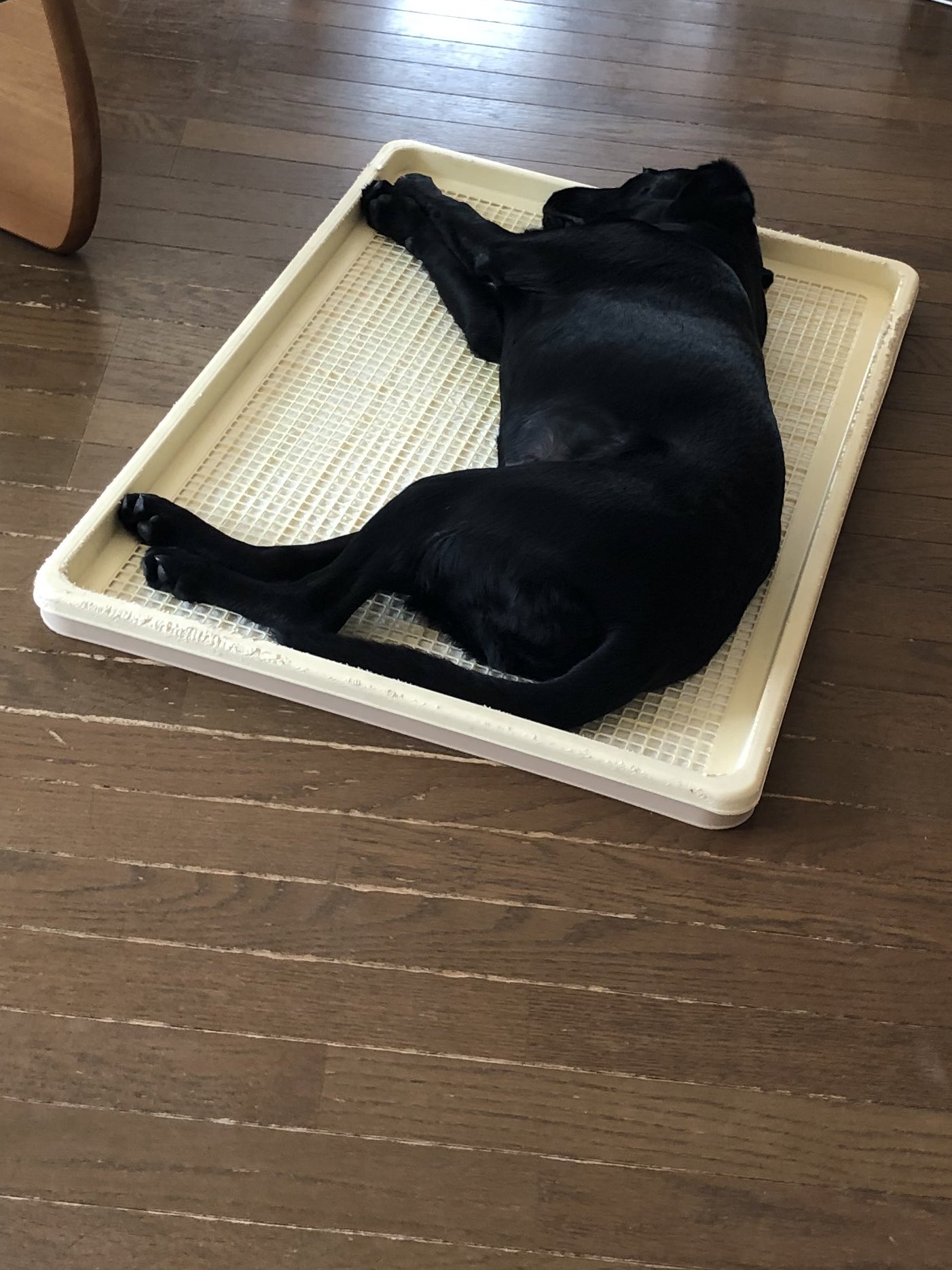 黒ラブチェスとさくら Chess Sakura Twitter