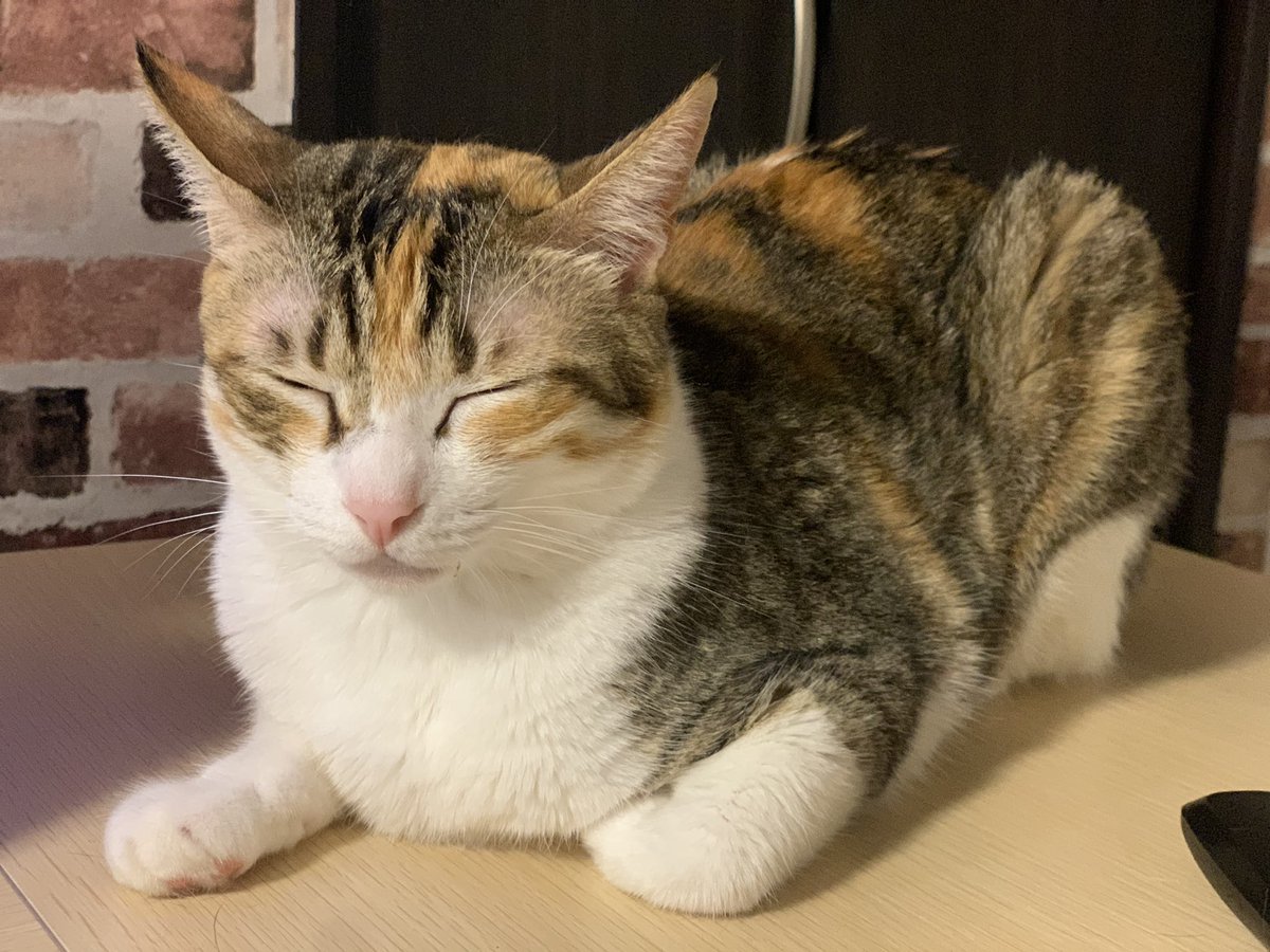 NeKo16InU1 tweet picture
