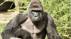 PixelRoarStudio's tweet photo. Ape Giveaway! 🔥🔥🔥
Everyone who retweets this post, follows me on Twitter and Myspace will get literal Ape!!!
I mean Harambe style big boy.
Feel free to shill you #NHTs in comments 😜
#NFT #nftcollector https://t.co/EwyZTfLDWv