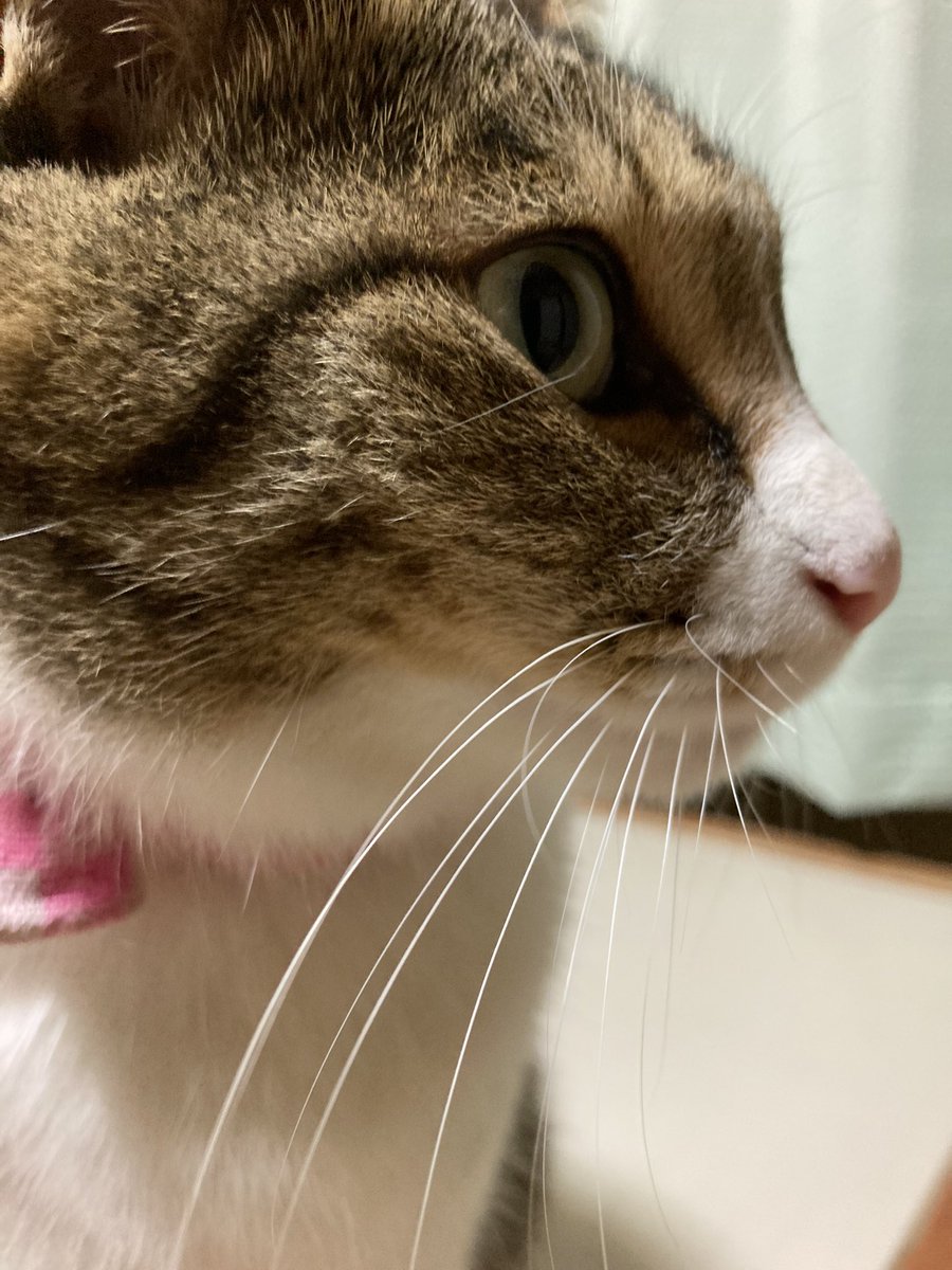 YRj1W89MwOAwWjK's tweet photo. 今日も30℃超えでウンザリだにゃ😸💦

#猫 
#猫のいる暮らし 
#シマホネコダスケ 
#シマホイヌダスケ 
#ピュリナと一緒に https://t.co/wh1K91Wotf