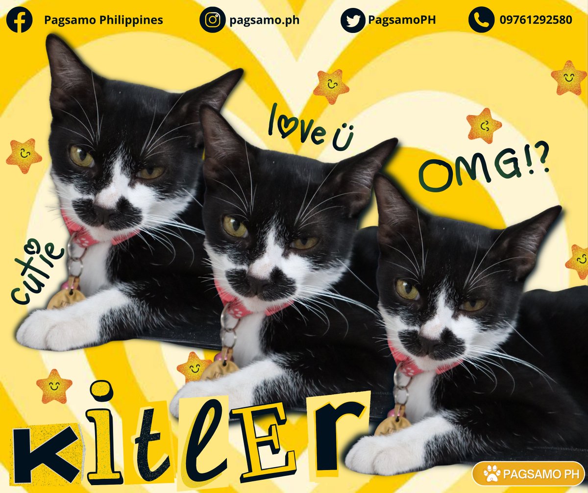 PagsamoPH's tweet photo. 𝒀𝑨𝒀! 𝑴𝑶𝑫𝑬𝑳 𝒀𝑨𝑵 𝑩𝑯𝑰𝑬?😳

Today, we feature with excitement and happiness these cutie pets from our very own Pagsamo Philippines Co-founders. Meet Kate's purrbabies, 𝑲𝒊𝒕𝒍𝒆𝒓 and 𝑾𝒉𝒊𝒕��𝒚! https://t.co/mrVDuB7iNc