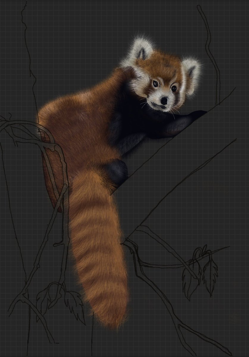 I hearby declare that Red Panda is my spirit animal, no questions asked. 
#wip #ArtistOnTwitter #inktober2021 #savetheredpanda #WildlifeWeek2021 #wildlifeart #indianwilflife #sciart #endangered