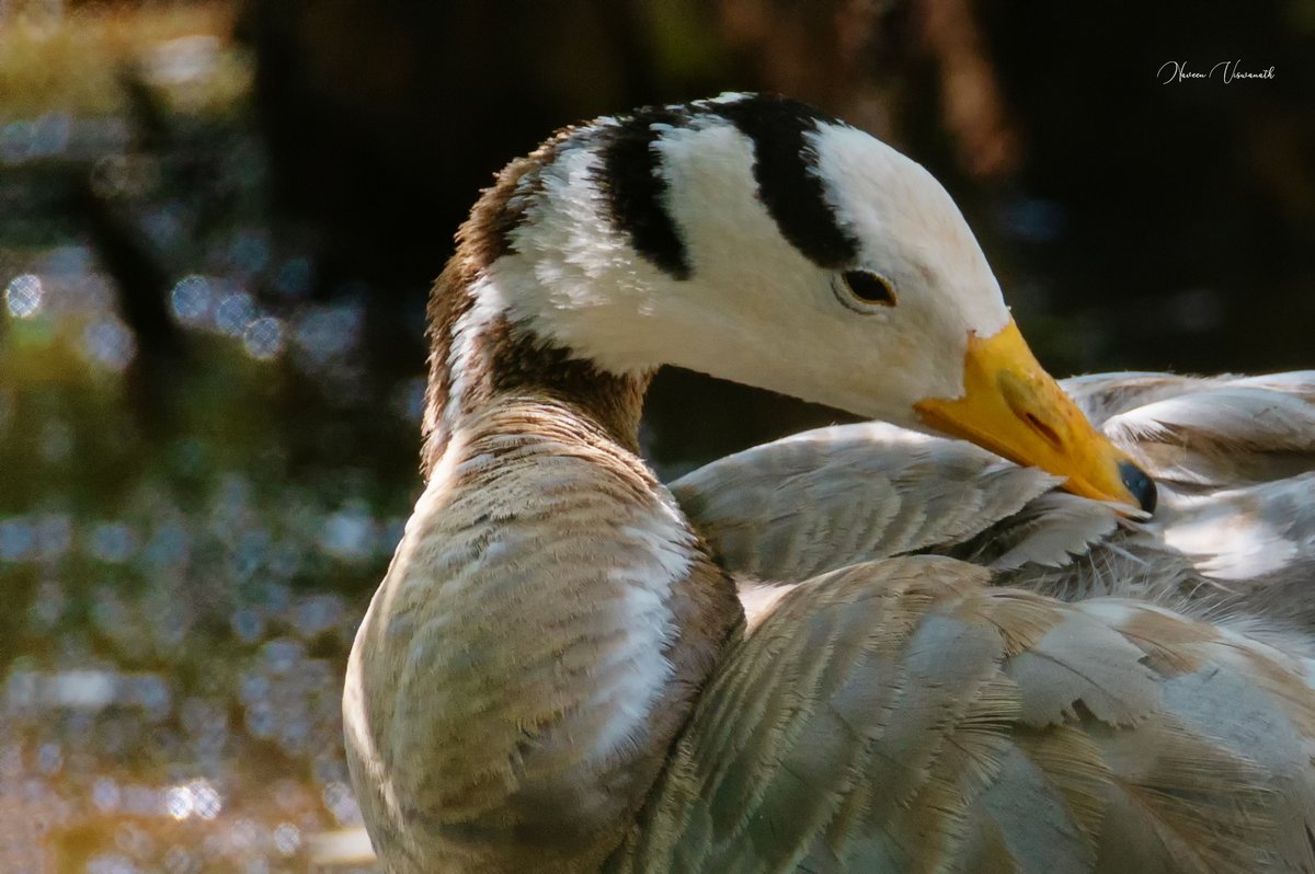 Bar Headed Goose!

#Birding #BirdWatching #BirdPotrait #BBCPOTD #Nature #NaturePhotography #TwitterNatureCommunity #Nikon #Wildlife #Hyderabad @SonyBBCEarth @WildlifeMag @Natgeo @NatGeoPhotos @NikonIndia