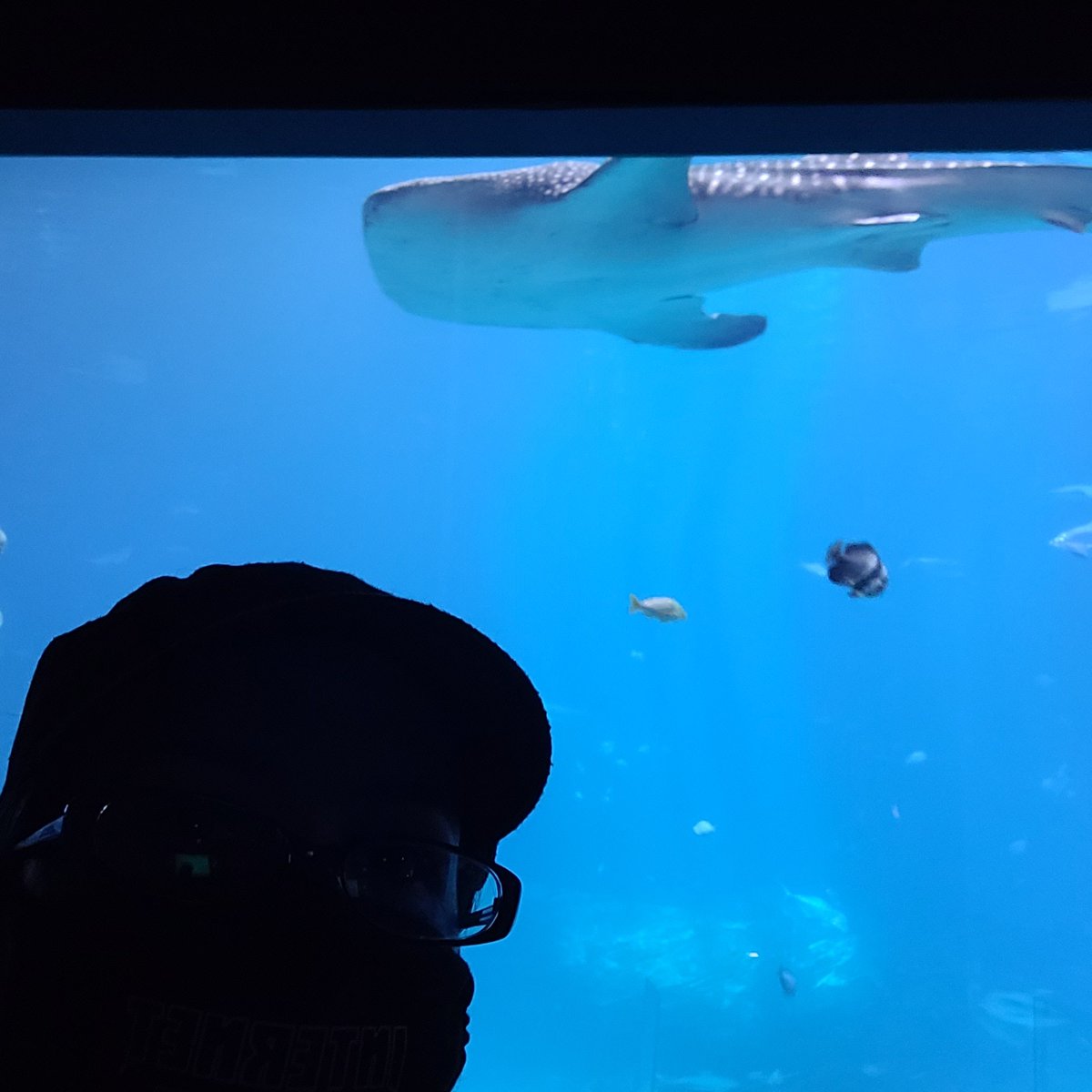 Nothing like a trip to see a whale shark to make you feel shorter than you already are. Lol. Amazing trip though! #georgiaaquarium